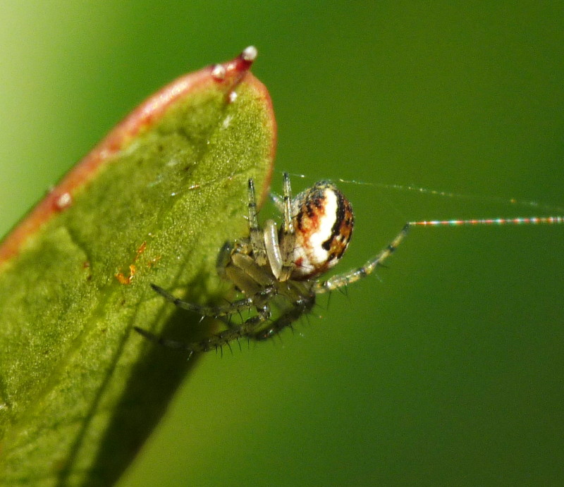 Mangora acalypha